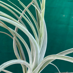 Tillandsia - lorentziana