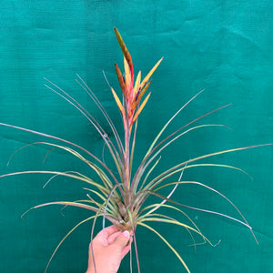 Tillandsia - Oeseriana ex. OM