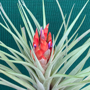 Tillandsia - Hal’s Nidus