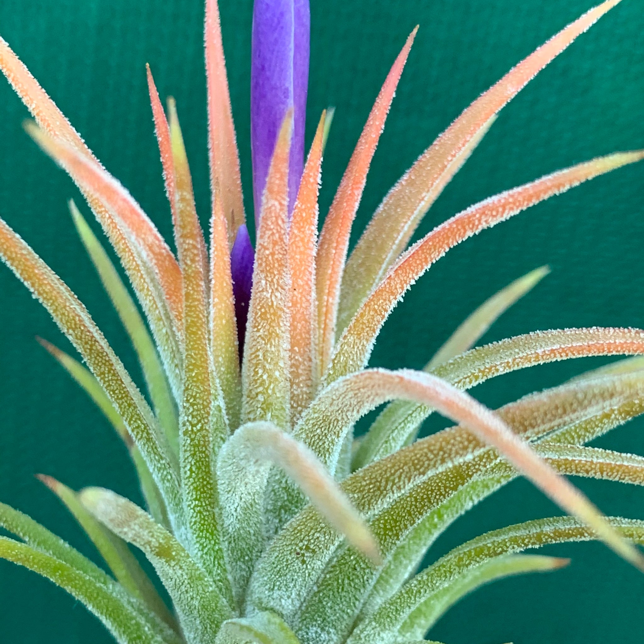 orange air plant Tillandsia - ionantha 'Tall Orange' ex. BD