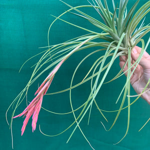 Tillandsia - Holm’s Verlesglo ex. PT
