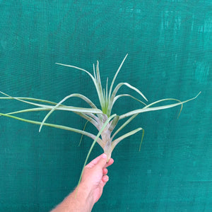 Tillandsia - Novakii ex. PT