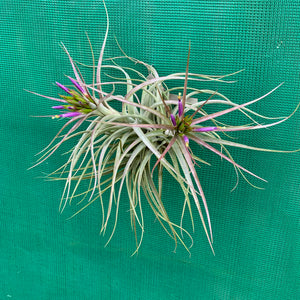 Tillandsia - Widgee ‘Small Form’ ex. BG