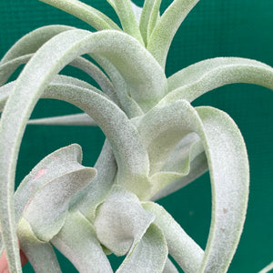 Tillandsia - caticola ‘Splendide’