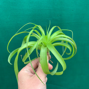 Tillandsia - Abdita Mexico ex PT