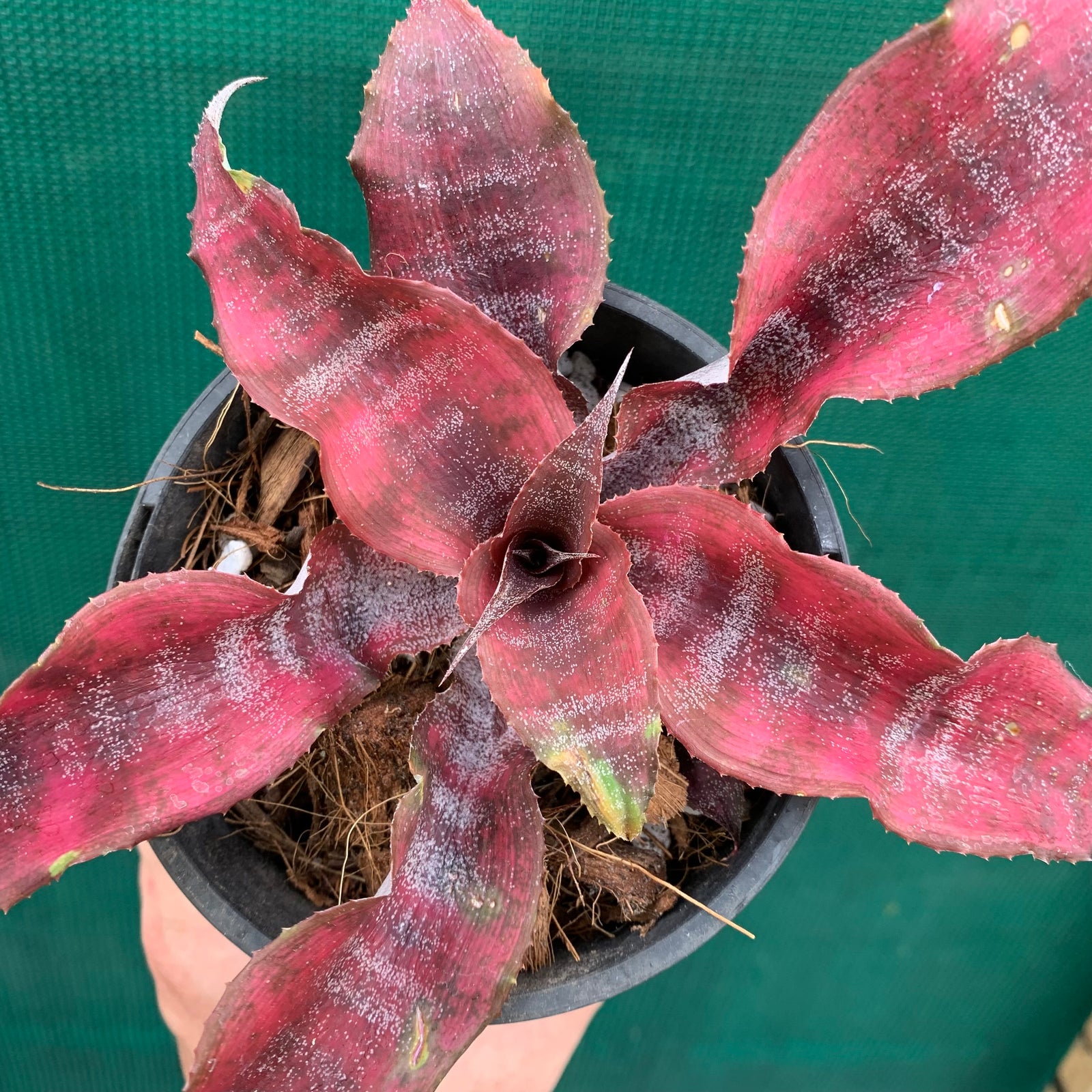 Cryptanthus - Anne Collings