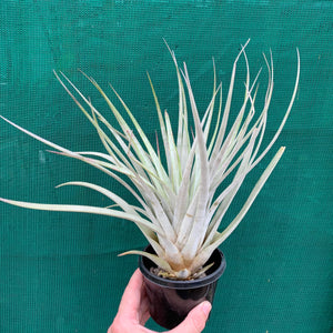 Tillandsia - lenca NEW