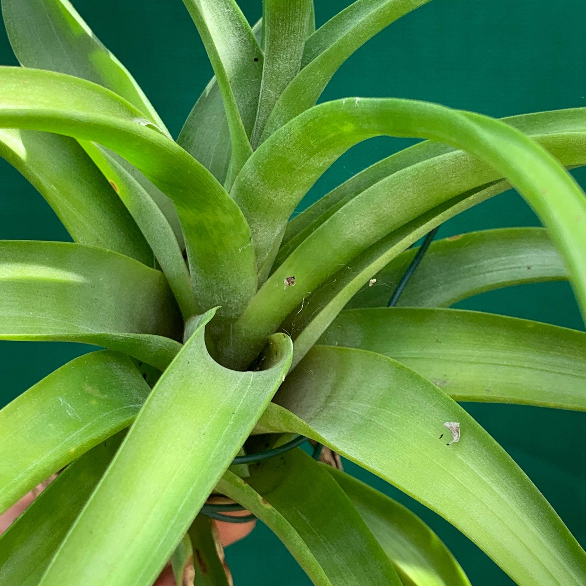 vivipara air plant Tillandsia - flexuosa Vivipara 'Greenie' ex. PT