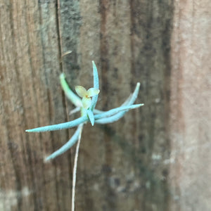Tillandsia - capillaris