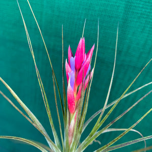 Tillandsia - stricta 'Red'