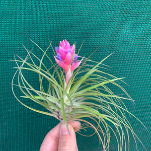 Tillandsia - stricta