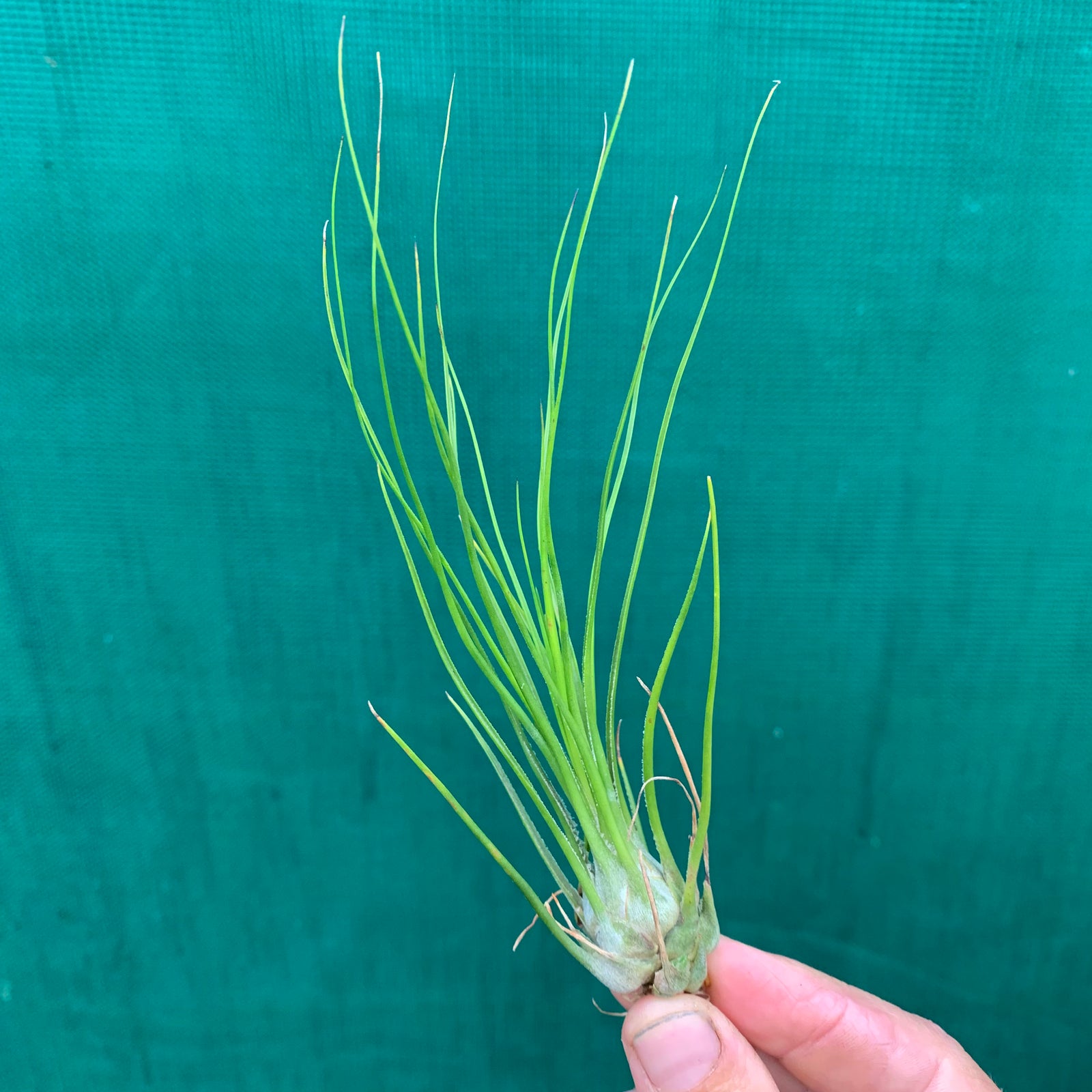 Tillandsia - disticha ‘Green’ ex. OM (Fragrant)