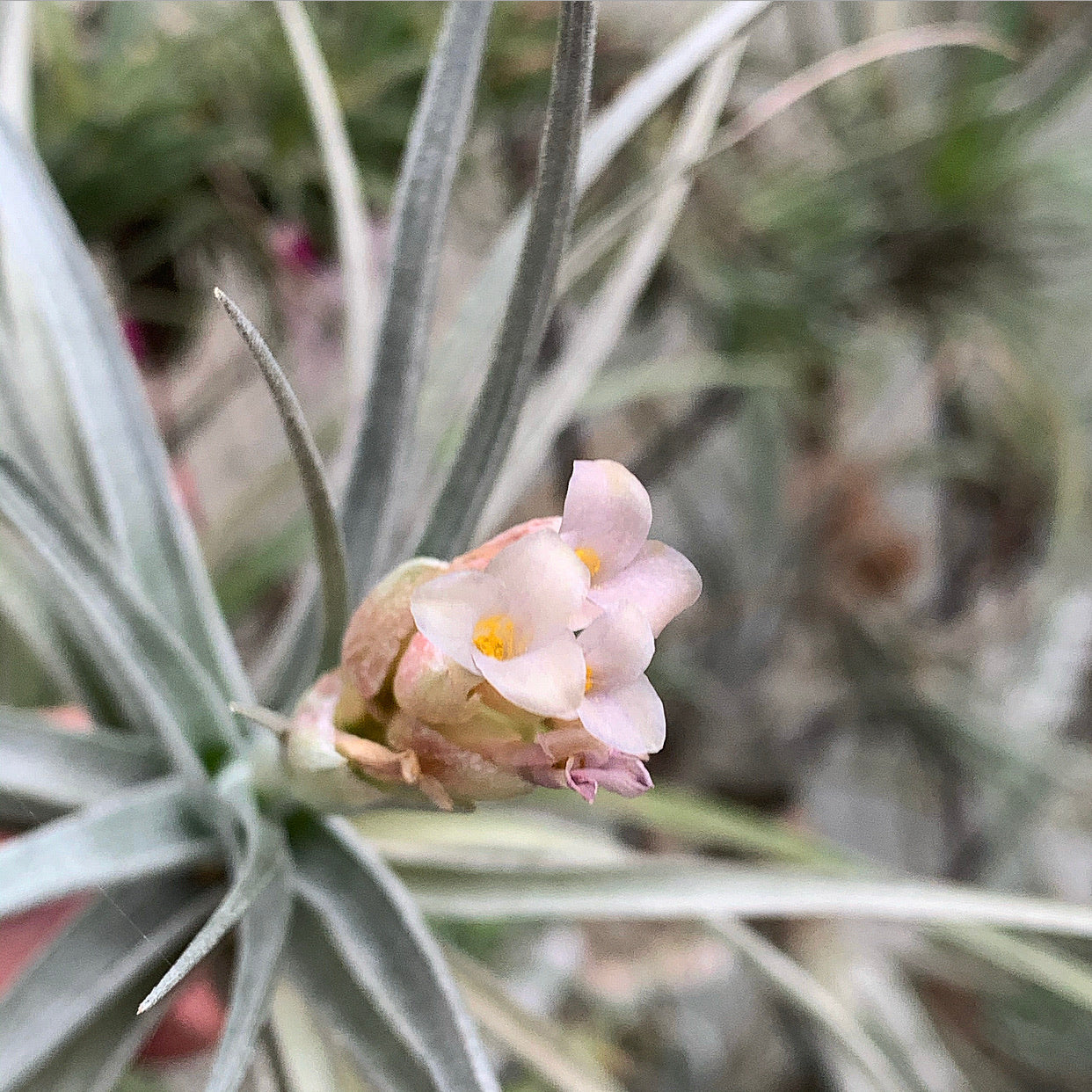 Tillandsia - Poor Ixy ex. CC