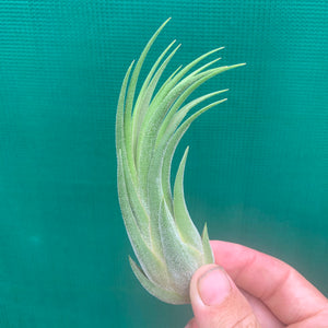 Tillandsia - seleriana x ionantha ex. NR