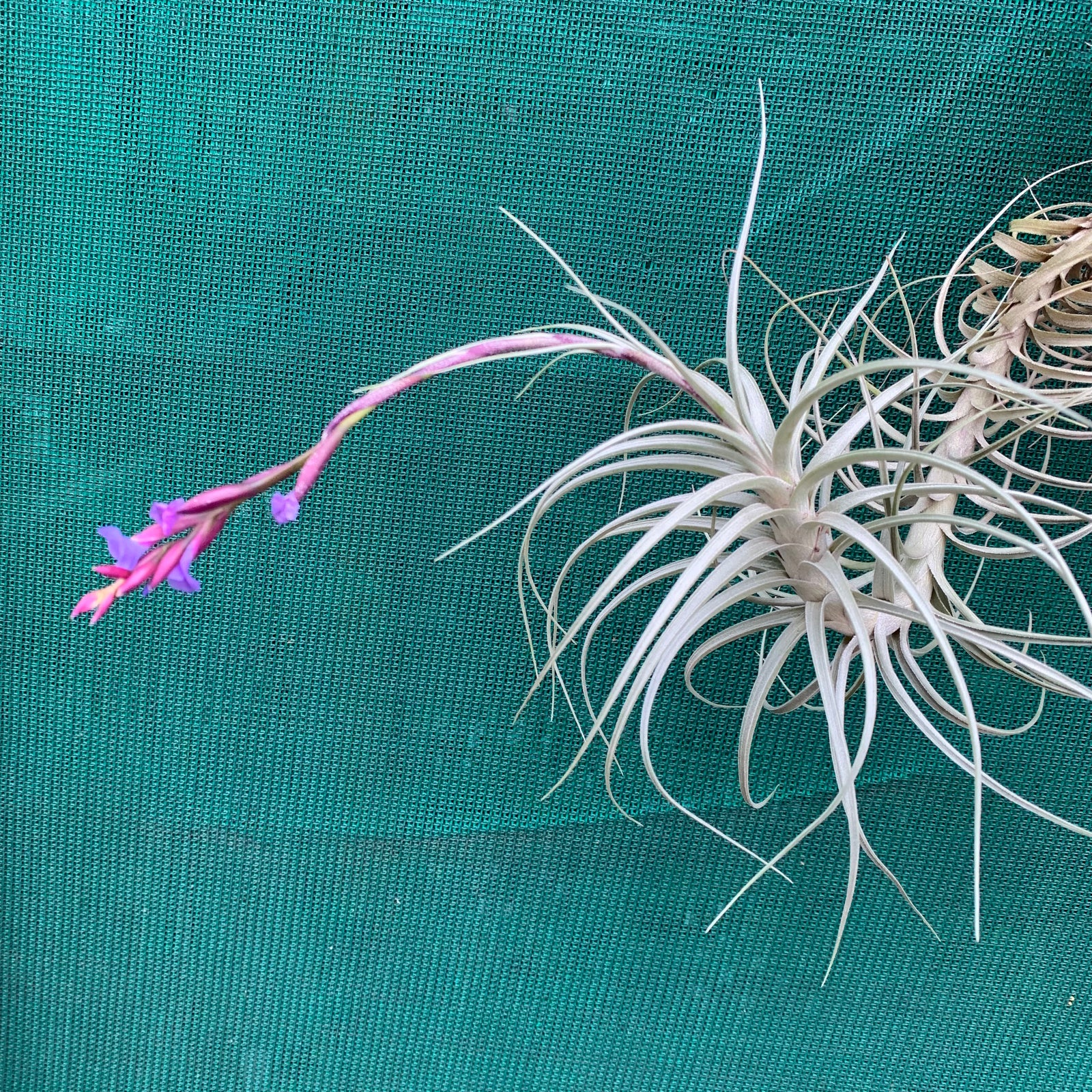 Tillandsia - Howard’s Purple