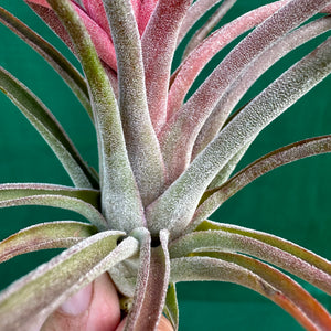 Tillandsia - Success Story ex. RFI