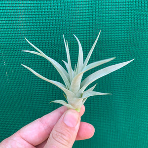 Tillandsia - xerographica