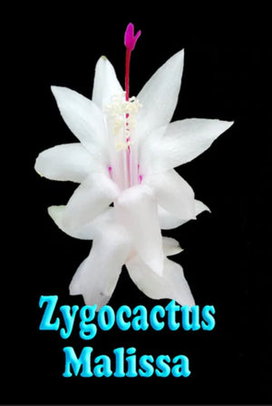 Zygocactus Malissa