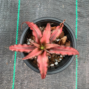 Cryptanthus - Corrine
