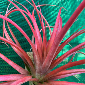 Tillandsia - Leopard