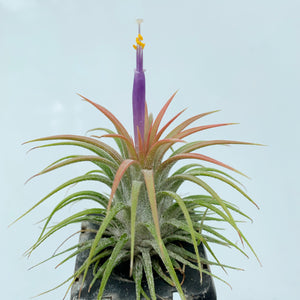 Tillandsia - ionantha ‘Thai Stricta’