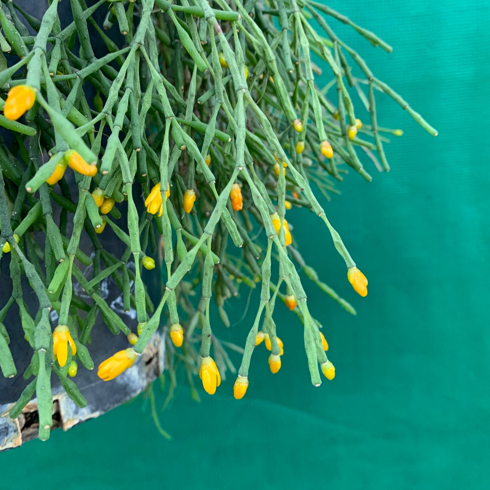 Hatiora salicornioides - R59