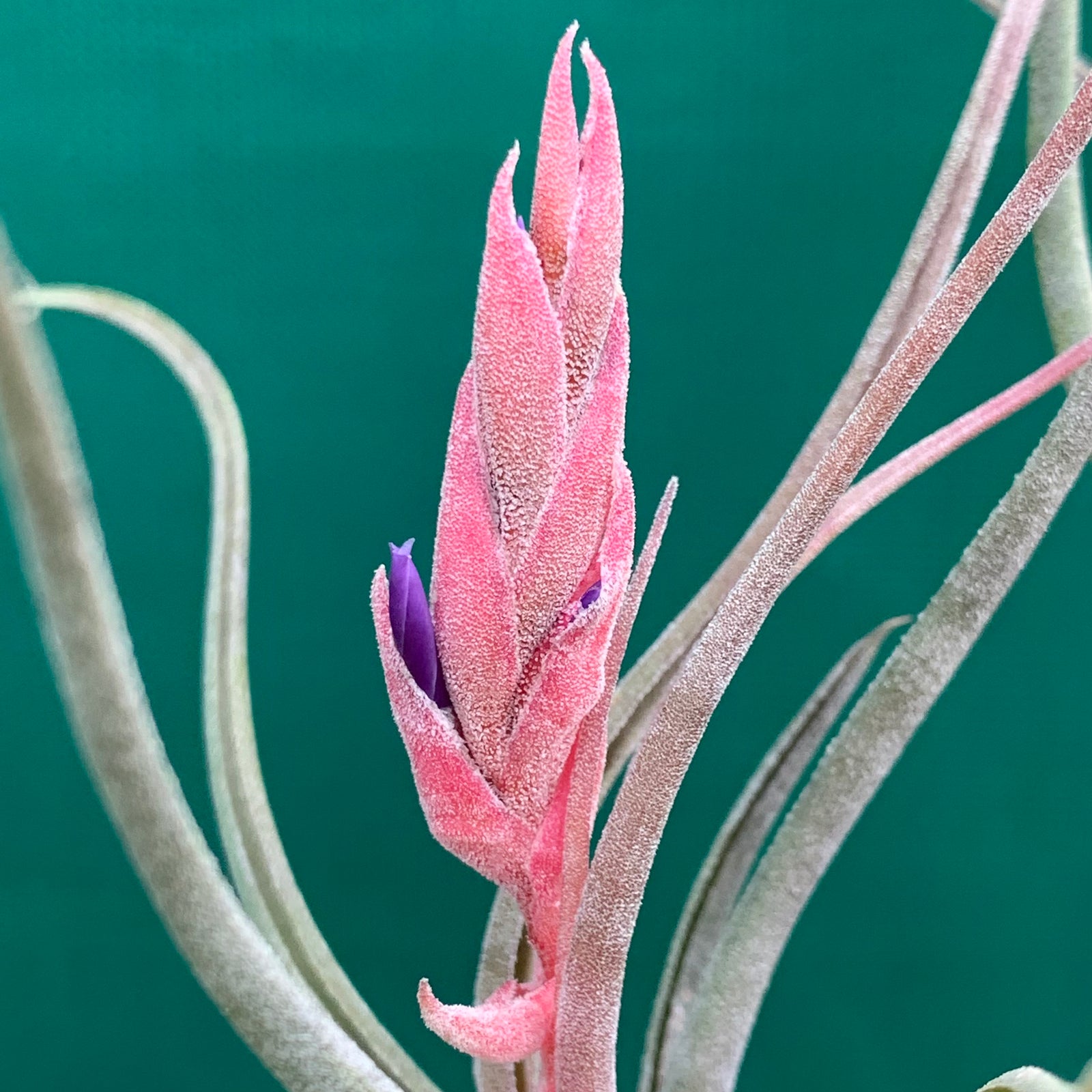 Tillandsia - arhiza-juliae x pruinosa ex. BG