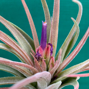 Tillandsia - seleriana x ionantha ex. NR