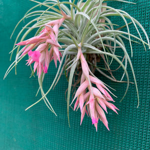 Tillandsia - Pink Sugar ex. DD