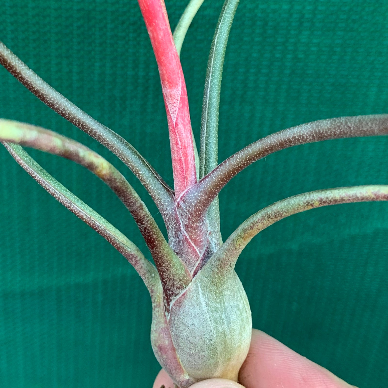 Tillandsia - butzii x bulbosa