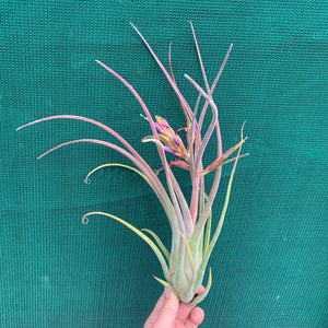 Tillandsia - Bishop John Fishcher