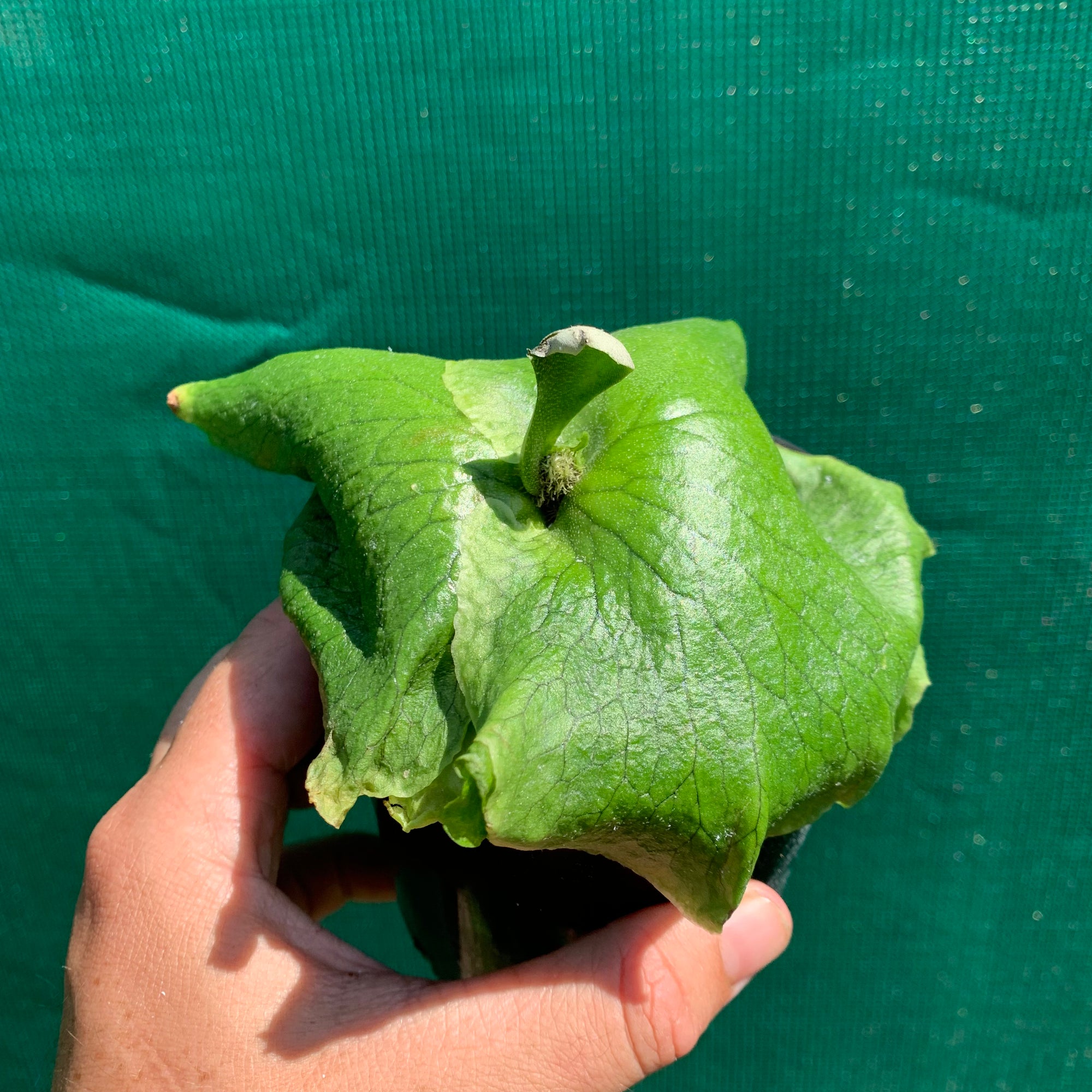 Platycerium - Ellisii
