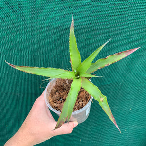 Cryptanthus - Ruby Ryde