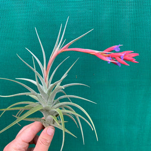 Tillandsia - subsecundifolia x aeranthos Purple ex. PT