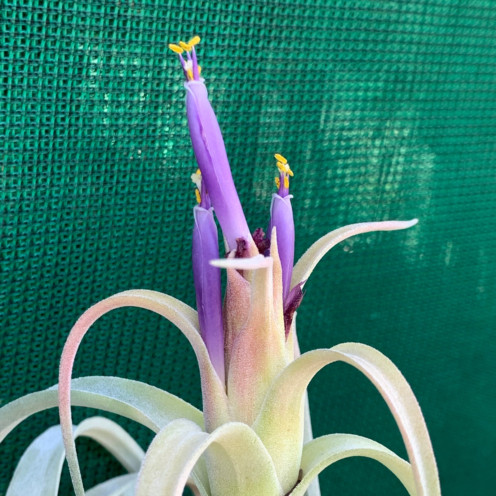 Tillandsia - Pink Velvet ex. Tropiflora