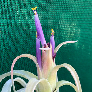 Tillandsia - Pink Velvet ex. Tropiflora