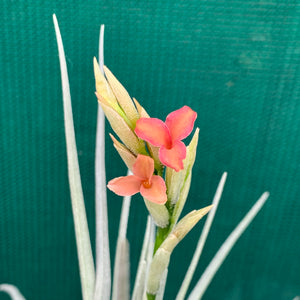 Tillandsia - Mystic Trumpet ‘Enigma’