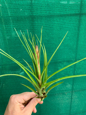 Tillandsia - stricta x fasciculata ex. OM