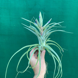 Tillandsia - Ehlersiana x Streptophylla (Nat. Hybrid) ex. BRT