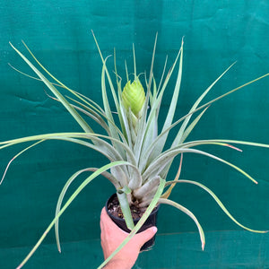 Tillandsia - jaliscomonticola