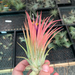 Tillandsia - ionantha ‘Maxima’