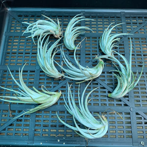 Tillandsia - mitlaensis (Wholesale)