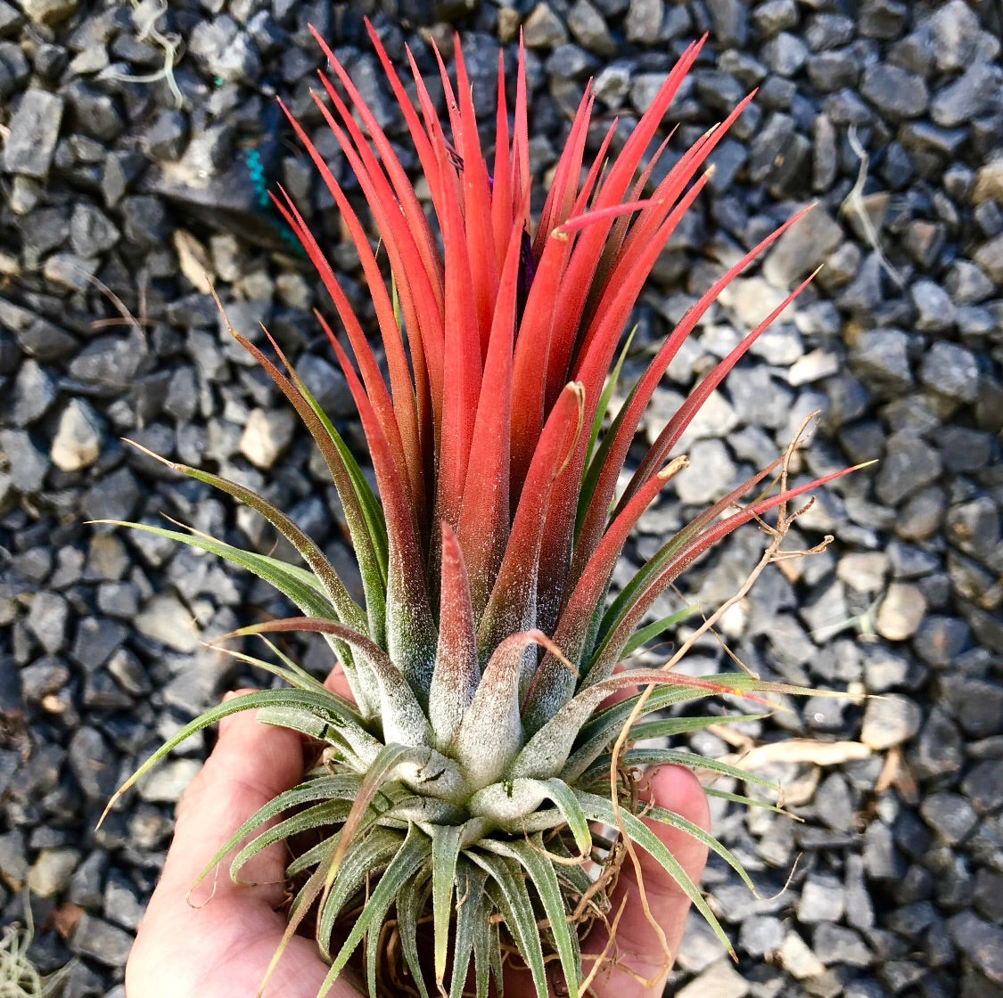 Tillandsia - ionantha 'Large Form'