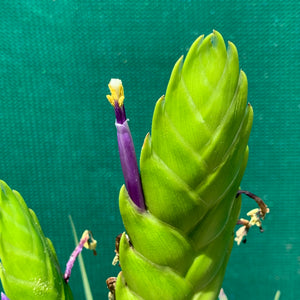 Tillandsia - jaliscomonticola