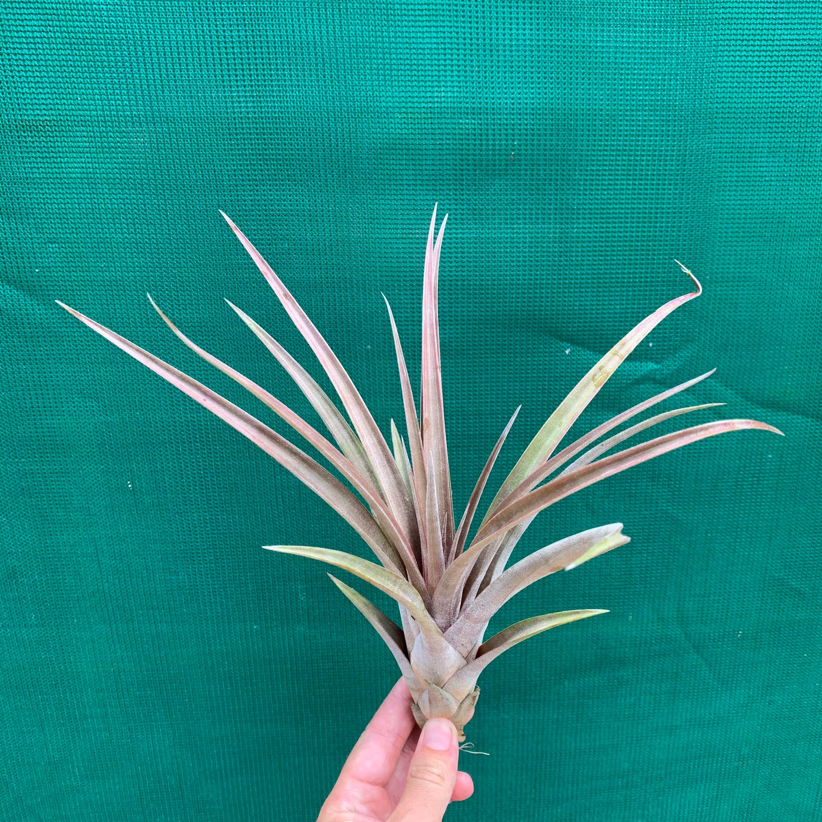 Tillandsia - subteres ex. PT