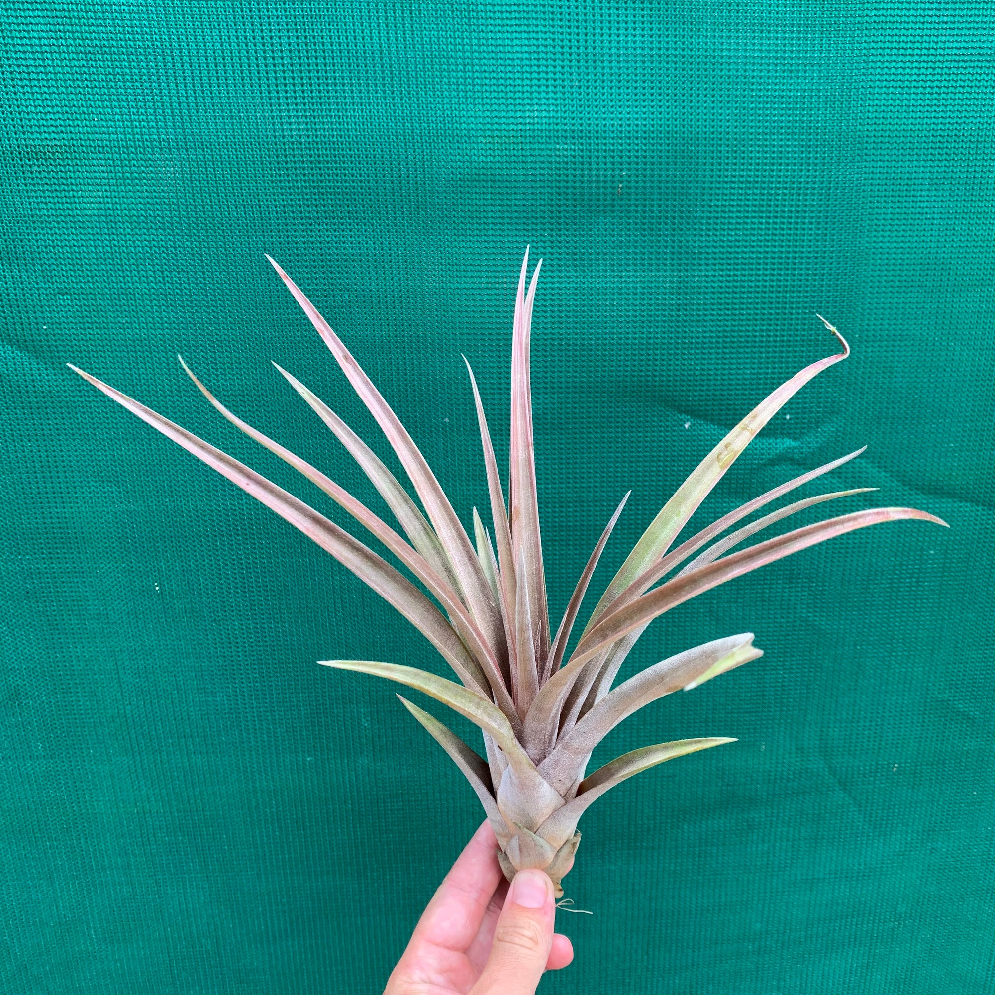 Tillandsia - subteres ex. PT