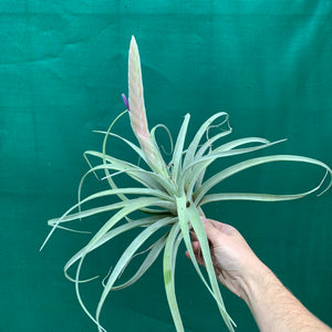 Tillandsia - Queen’s Delight