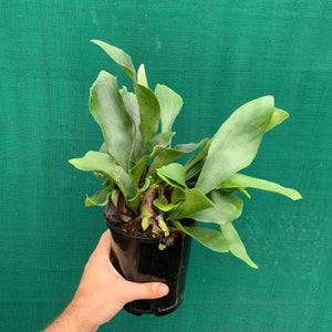 Platycerium - Netherlands ‘Elkhorn Fern’