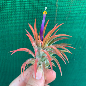 Tillandsia - ionantha ‘Orange’ ex. BH