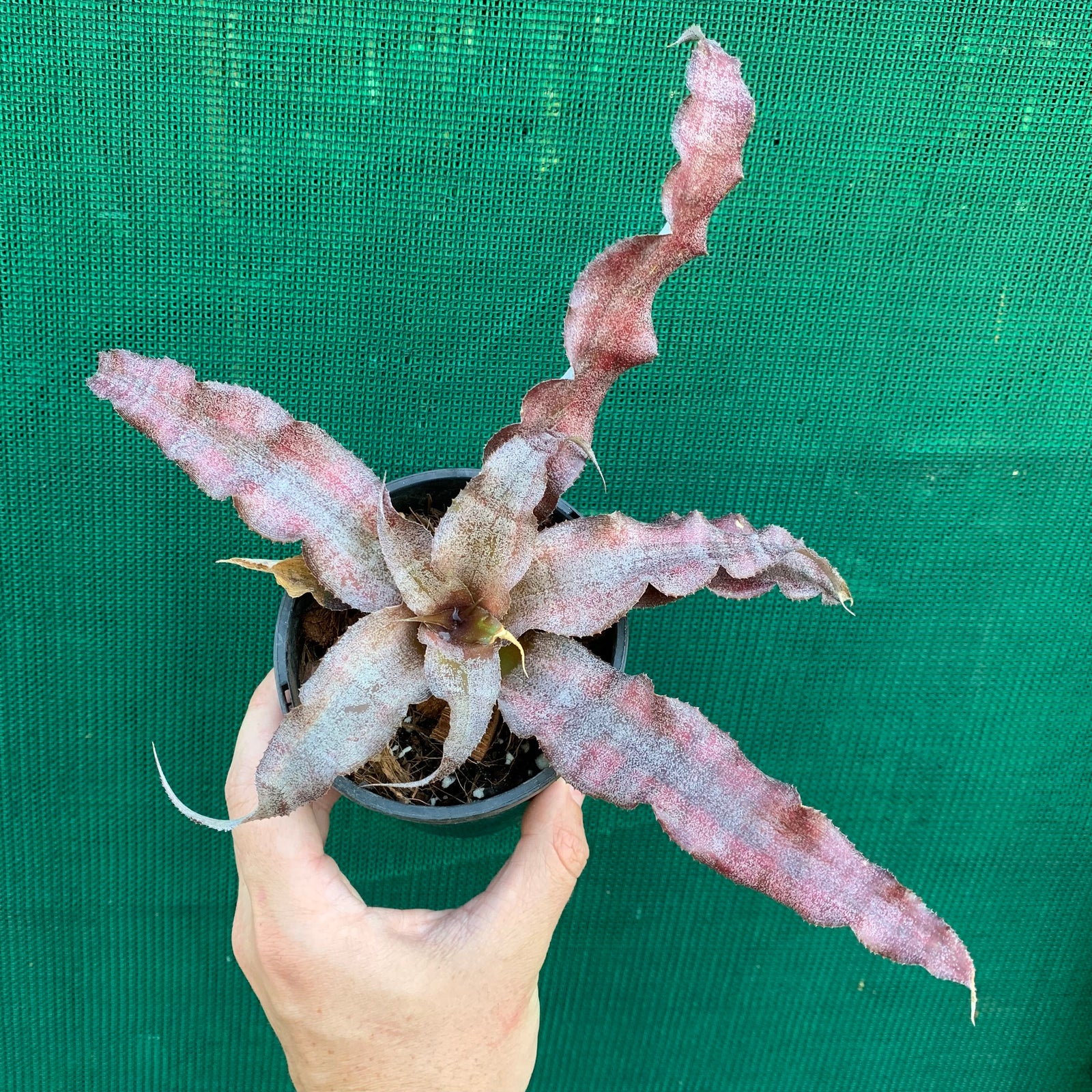 Cryptanthus - Eruption